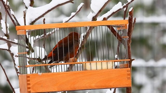 Клёст еловик с позывкой белокрылова клеста смотреть онлайн