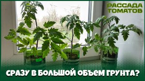 В чем опасность посева томатов на рассаду в большой объем грунта?