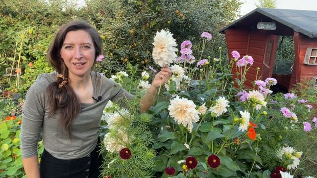 Growing Dahlias / How To: Cut Your Flowers for More Blooms / Homegrown Garden смотреть онлайн