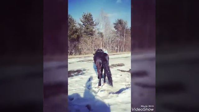 Конная прогулка в поля. Гуляем верхом, наслаждаемся природой! ЧК Конный Дворик, Бологое Тверская об смотреть онлайн