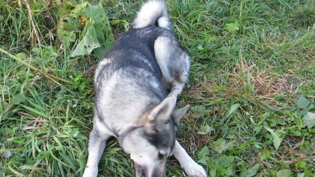 Соболь ты куркуль/буф буф смотреть онлайн