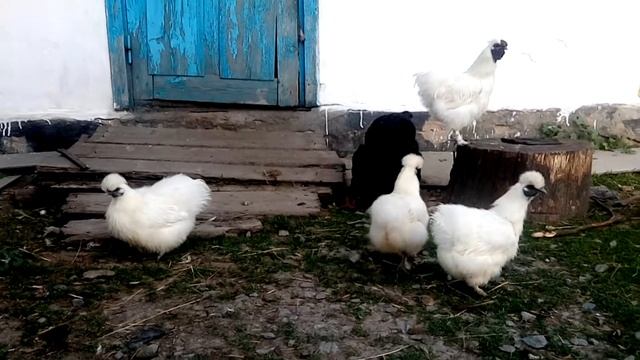 Китайские пуховые куры смотреть онлайн