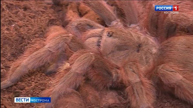 Костромичам предлагают подружиться с пауками смотреть онлайн