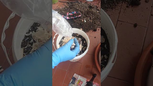 Pendula Begonia Plantation