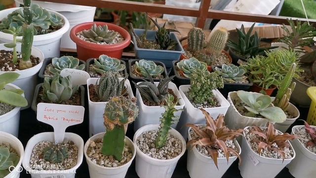 Cactus Plants with some Snake, Butterfly and Mayana Plants @cholly Inocencio vlog смотреть онлайн