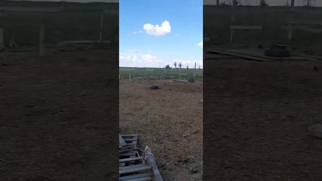 Лиза русская рысистая дочка Забара смотреть онлайн
