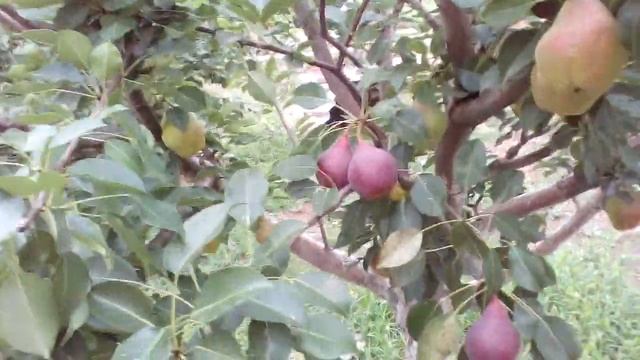 Результат пригибки ГРУШИ смотреть онлайн