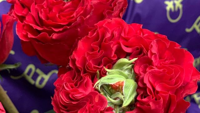 Red monster rose смотреть онлайн