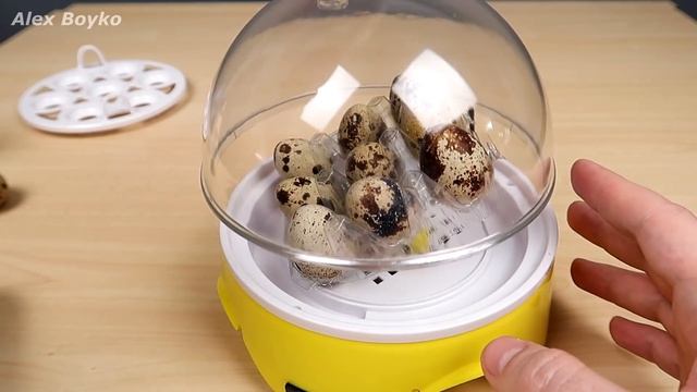 Инкубатор из Китая. Часть 2. Закладка перепелиных яиц! Alex Boyko смотреть онлайн