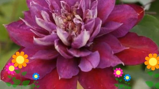 Клематис гибридный Temptation. Краткий обзор, описание характеристик, где купить саженцы, крупномер смотреть онлайн