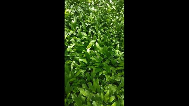 Как цветет черемша