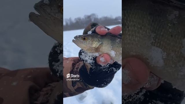 Окунь в пятнах смотреть онлайн