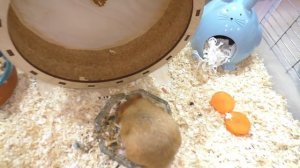 Лучший новогодний подарок - ХОМЯК / запаковка хомяка / Алиса Изи Петс / Alisa Easy Pets