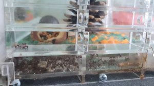 ЯЙЦА CAMPONOTUS NICOBARENSIS. ФОРМИКАРИЙ. РЫЖИЙ РЕАКТИВНЫЙ МУРАВЕЙ.