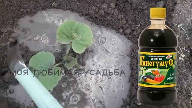 Кабачки Завалят Урожаем! Супер подкормка Кабачков! смотреть онлайн