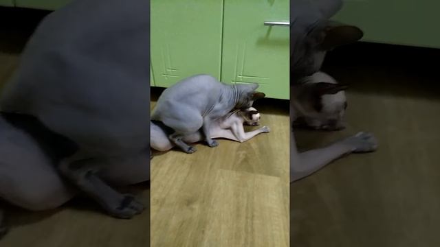 вязка канадских сфинксов смотреть онлайн