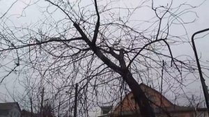 ОБРЕЗКА СТАРОЙ ВИШНИ.  Исправляем крону вишни. Подготовка к омоложению вишни.