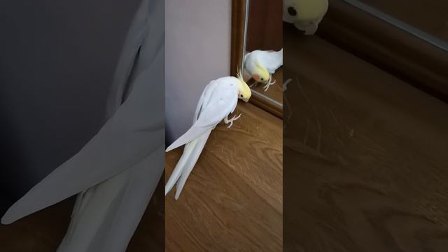 Вот так поет наш попугайчик смотреть онлайн