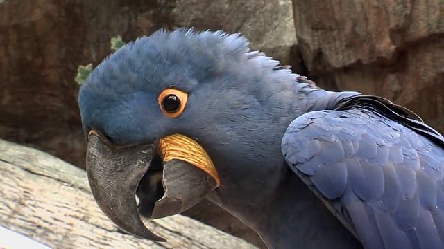 Hyacinth Macaw-Cincinnati Zoo смотреть онлайн