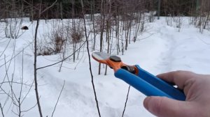 ОБРЕЗКА МОЛОДОЙ ЯБЛОНИ ВЕСНОЙ. Простые правила обрезки.