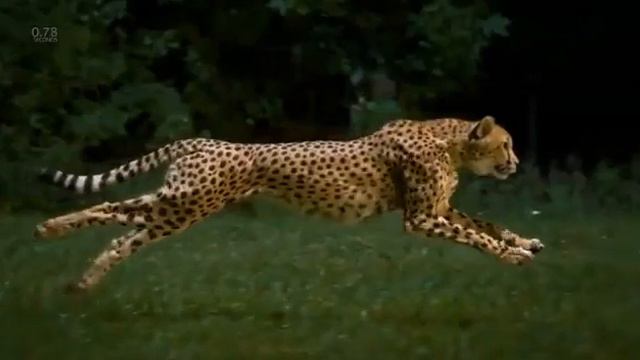 Замедленная съемка гепарда бегущего со скоростью более 96 кмчЭти кошечки - самые быстрые сухопутн