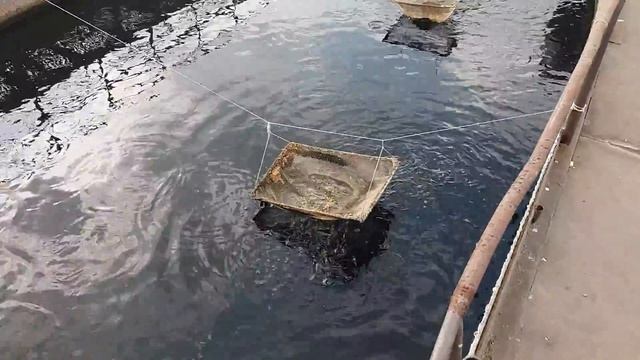 Вот так чавкает голодный карп. смотреть онлайн