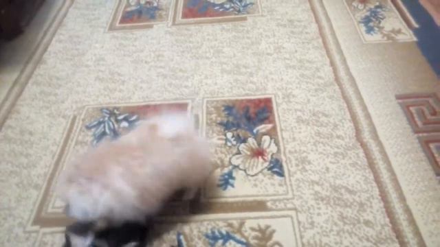 Борьба без правил смотреть онлайн