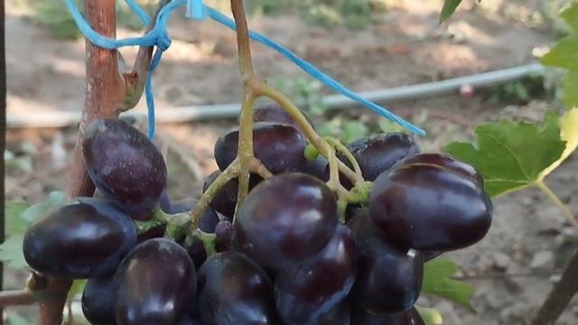 Формы винограда Джокер, Церера, Светик 12 августа 2024. Виноградник Щереденкова В. А.mp4 смотреть онлайн