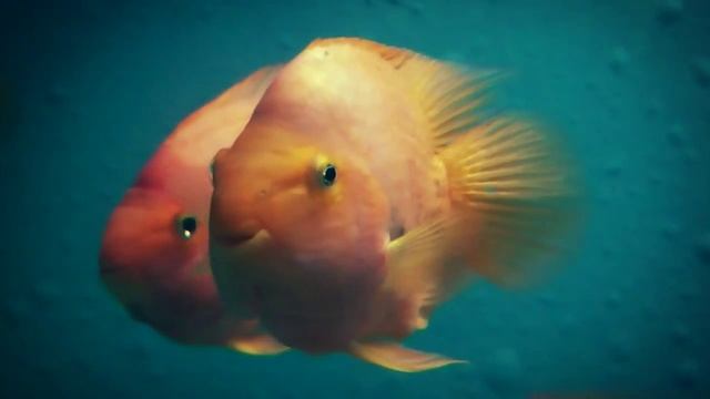 Быть рыбой   клёво