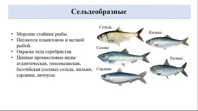 Тип Хордовые. Тема 29. Многообразие рыб. Значение рыб в жизни человека. Охрана рыб смотреть онлайн
