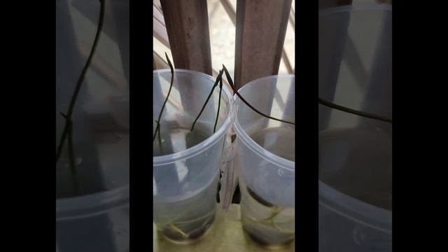 Mini Lotus Seed Growing смотреть онлайн