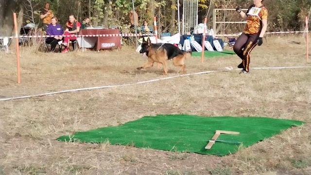 Рабочие кобели дш - моно в Краснодаре 2023