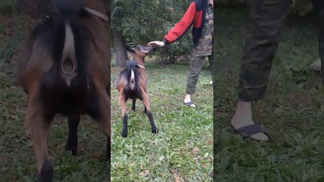 Чешская козочка ПРОДАЖА смотреть онлайн