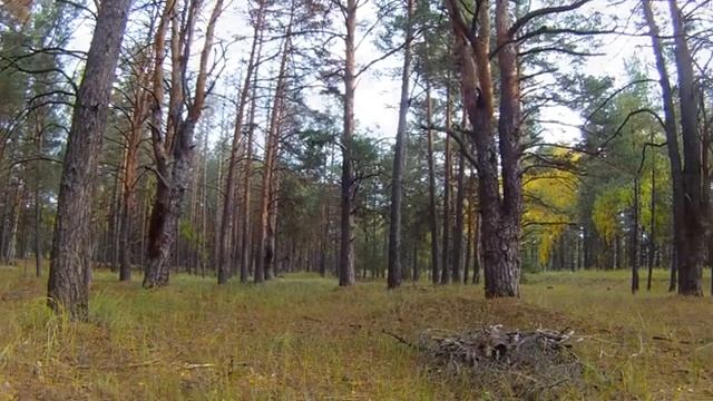 ОЧЕРЕДНАЯ ПОЕЗДКА В ЛЕС ПО ГРИБЫ 2017 смотреть онлайн