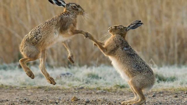 Как прекрасен этот мир DIVX 720p смотреть онлайн