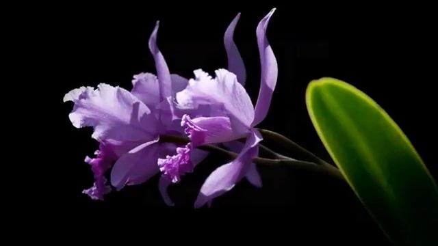 Purple Orchid Flowers Picture Collection And Ideas смотреть онлайн