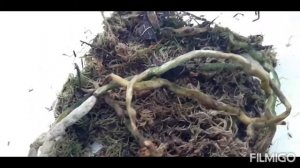 Выращивание мха сфагнум в домашних условиях из сухого