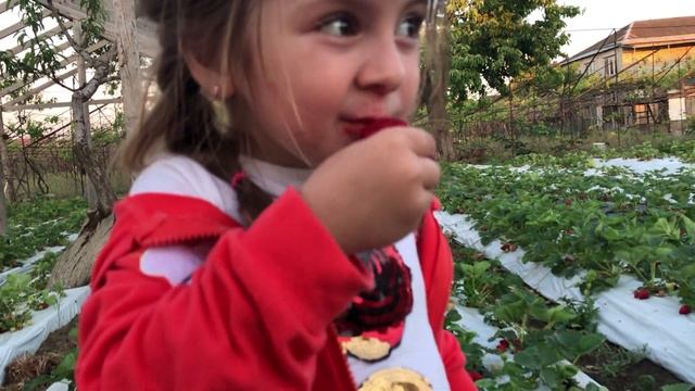 ДЕГУСТАЦИЯ РЕМОНТАНТЫХ СОРТОВ КЛУБНИКИ ВЕСНОЙ. КАПРИ, ВИВАРА, АЛЬБИОН, САН АНДРЕАС, МУРАНО, ГАРМОНИ смотреть онлайн