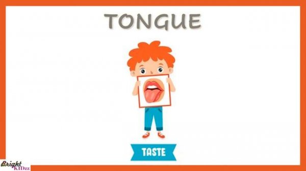 Sense organs | five senses | Sense organs name | Sense organs functions | 5 senses | Bright Kidzz