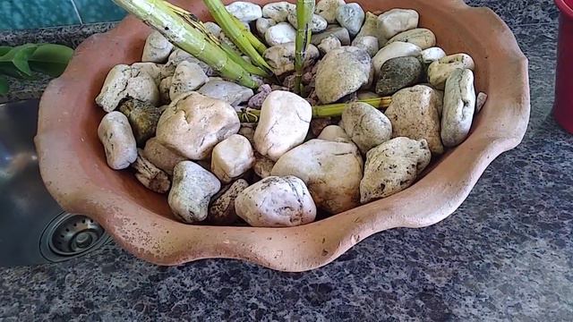 MARIA A PEDRA BRITA MATA AS ORQUÍDEAS 🤔🙏🥰😘... смотреть онлайн