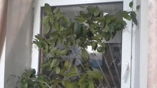 мандарин на подоконнике смотреть онлайн