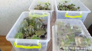 ТЕПЛИЧКА ДЛЯ ФИАЛОК. ЗАЧЕМ НУЖНА И КАК ИСПОЛЬЗОВАТЬ?