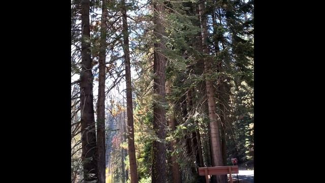 Sequoia and Kings canyon national park ! 2 day California national park visit ! смотреть онлайн