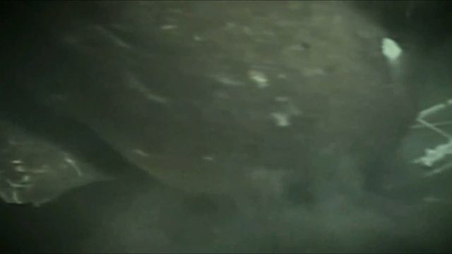 ТОП 5 МОНСТРОВ ИЗ ОКЕАНА СНЯТЫХ НА КАМЕРУ.ТОЛЬКО РЕАЛЬНЫЕ КАДРЫ.РЕАЛЬНОГО МЕГАЛОДОНА СНЯЛИ НА ВИДЕО смотреть онлайн