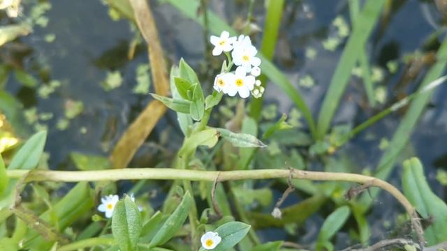 Незабудка болотна (Myosotis palustris) - рослина декоративна і використовується в народній медицині смотреть онлайн