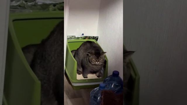 Сердито какает смотреть онлайн