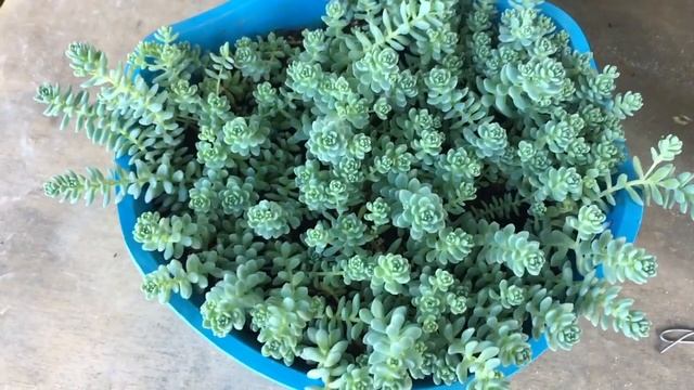 Suculenta sedum Dasyphyllum Major. смотреть онлайн