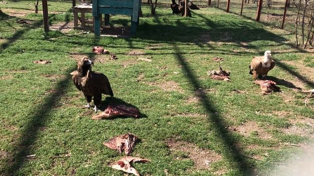 Хищные птицы Тайгана смотреть онлайн