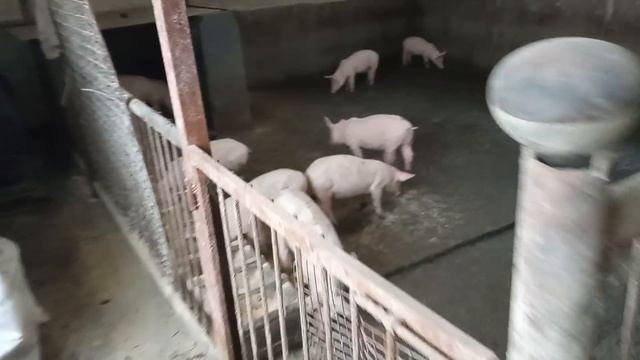 6,5 м - 125 кг. Выход ОДИН!!! Кормить, смысла не ВИЖУ!!! Откорм свиней. Свиноводство. смотреть онлайн