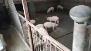 6,5 м - 125 кг. Выход ОДИН!!! Кормить, смысла не ВИЖУ!!! Откорм свиней. Свиноводство.